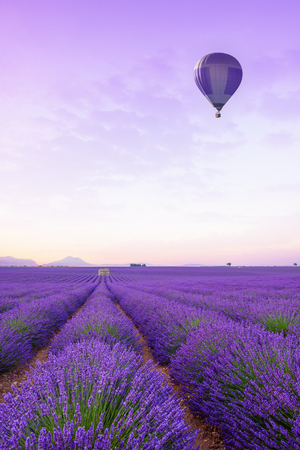 Lavender field Provance France at sunrise. Infinite blossoming lavender bushes rows to the horizon with hot air baloon.の写真素材