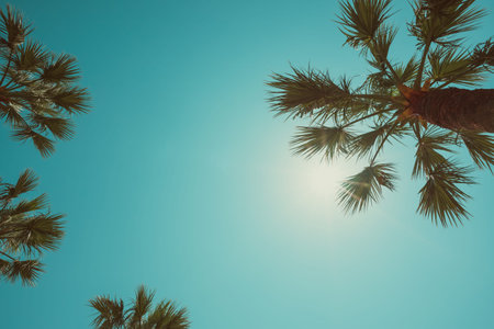 Palm trees vintage color toned summer hot day perspective view with copy space place for text