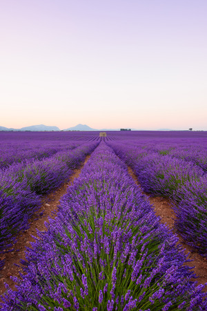 Lavender field Provance France at sunrise. Infinite blossoming lavender bushes rows to the mountains on horizon.の写真素材