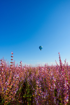Salvia sclarea sage field blooming in Provence France with air balloon in the skyの写真素材