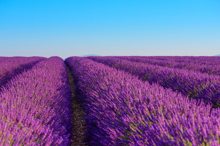Lavender field rows of beautiful blooming lavender bushes and blue skyの写真素材