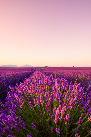 Provence lavender field with house at sunriseの写真素材