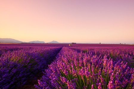Lavender field on sunrise Provence France. Beautiful blooming endless lavender rows and old french farm house with mountains on horizon.の写真素材