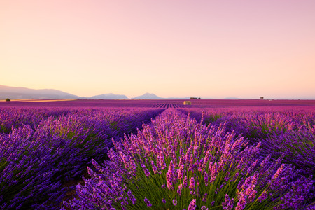 Beautiful lavender fields at sunrise Provence France focus on foregroundの写真素材