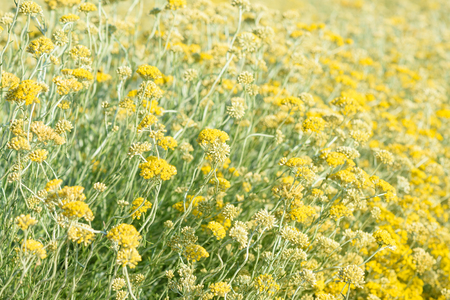 Helichrysum italicum field blooming closeupの写真素材