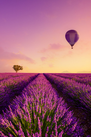 Lavender field rows at sunrise and hot air baloon France Provenceの写真素材