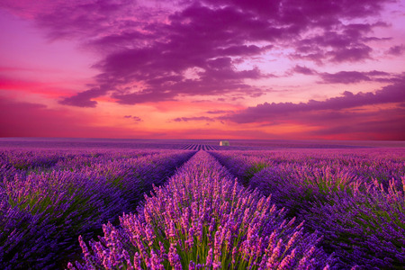 Lavender field at sunset. Beutiful blossoming lavender bushes rows with lonely farm house in the fileds iconic landscape Provence France.の写真素材