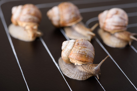Snail race on track conceptの写真素材