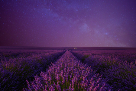 Lavender field at night under the milky way summer night sky Provence Franceの写真素材