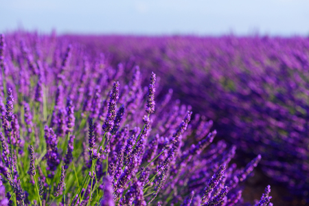 Blossoming lavender bush on French field macro closeupの写真素材
