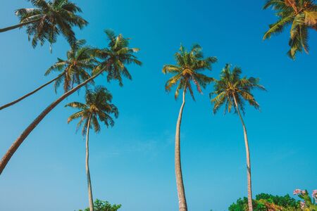 Coconut palms on the beachの写真素材