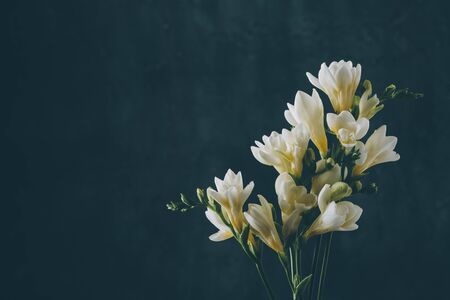 Freesia blooming twigs bouquet vintage toned on dark blue art background with copy space.の写真素材