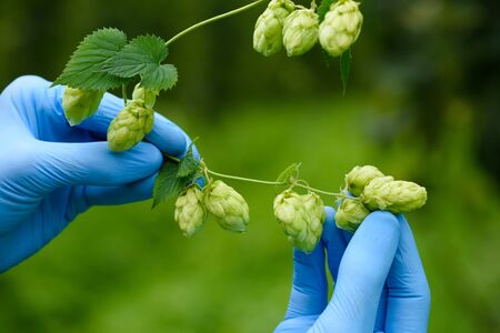 Hops farm inspection quality and ripeness checking hop cones in agricultural yard field.の写真素材