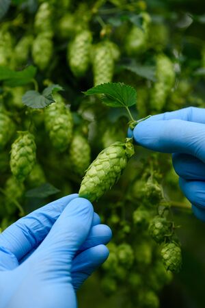 Ripe hop cone inspection on hops yarn farm.の写真素材