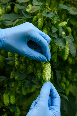 Ripe hop cone for beer or bread in farmers hands on hops yarn farm.