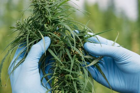 Scientist inspecting marijuana plant hemp flower bud on field. Herbal alternative medicine cannabis CBD.の写真素材
