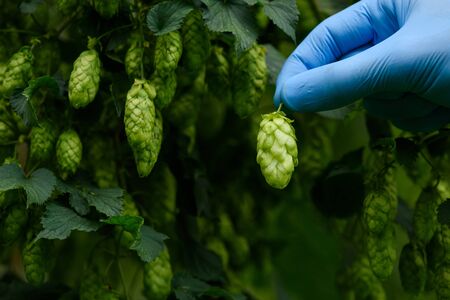 Hop cone in farmers hand on hops yarn.の写真素材