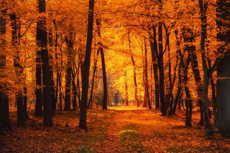 Autumn forest warm sun light shining through branches and glowing golden leavesの写真素材