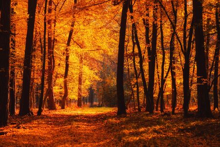 Autumn forest road at warm fall dayの写真素材