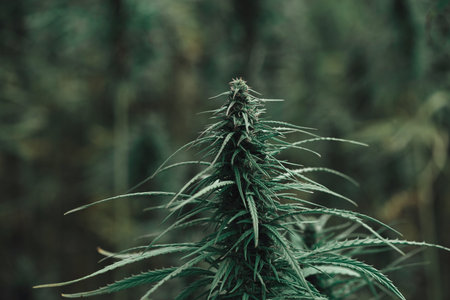 Cannabis plant on field closeupの写真素材