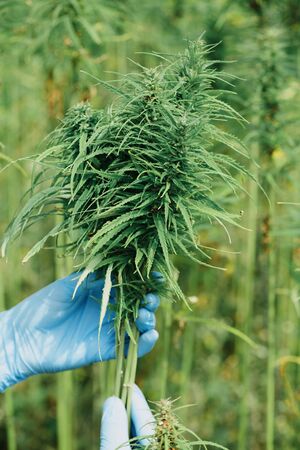 Scientist in gloves checking hemp plants and flowers on cannabis farm field.の写真素材