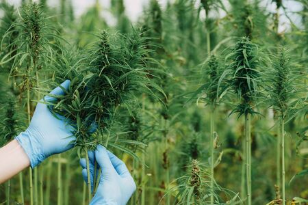 Scientist hold and show cannabis plants on the hemp field. の写真素材