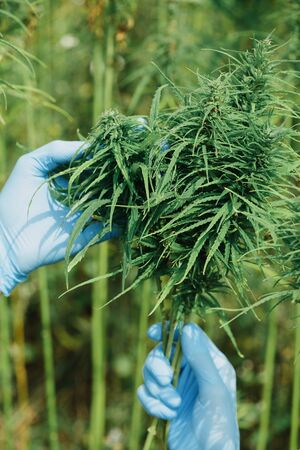 Checking hemp plants and flowers on cannabis field.の写真素材