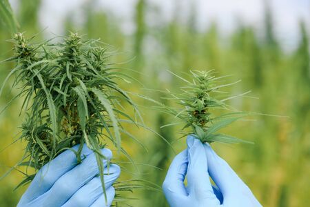 Scientist show marijuana size bud head and quality plant hemp flower on field. Herbal alternative medicine cannabis CBD.の写真素材