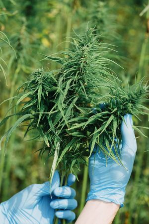 Scientist in gloves checking hemp plants and flowers on cannabis field. の写真素材