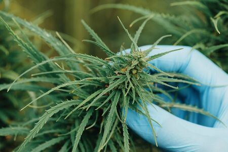 Cannabis plant inspection on farmの写真素材