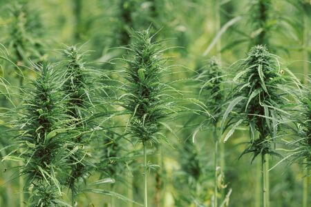 Hemp plants on cannabis field. Commercal marijana plantation.の写真素材