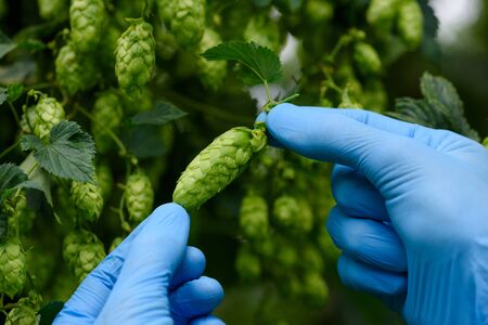 Hops cone in scientist hand on hop yard ingredient for beer production. の写真素材