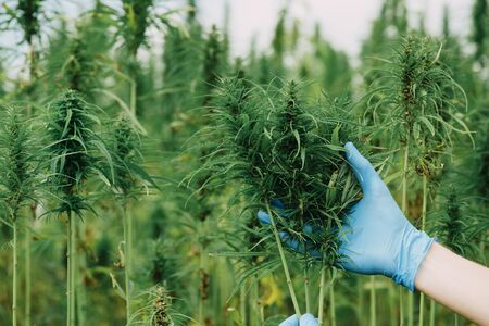 Scientist in gloves checking hemp plants and flowers on cannabis field. の写真素材