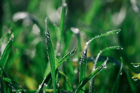 Beautiful tiny dew drops on fresh green grassの写真素材