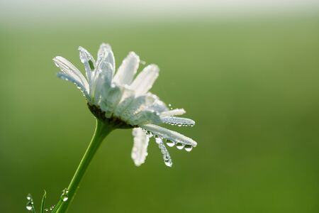 Daisy flower with tiny morning dew water drops on petals at sunriseの写真素材