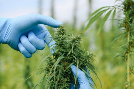 Scientist show size quality marijuana plant hemp flower bud at cannabis fieldの写真素材