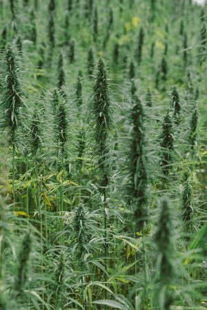 Hemp plants on cannabis fieldの写真素材