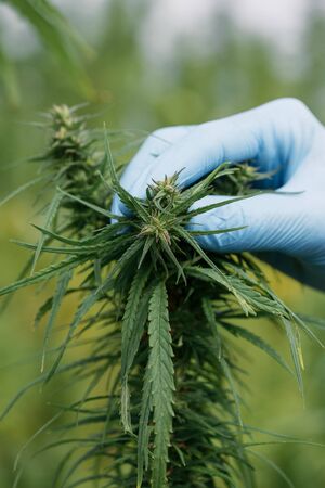 Scientist show marijuana bud size and quality plant hemp flower bud on field. Herbal alternative medicine cannabis CBD.の写真素材