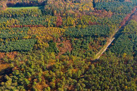 Mixed artificial forest with different kinds of trees aerial viewの写真素材