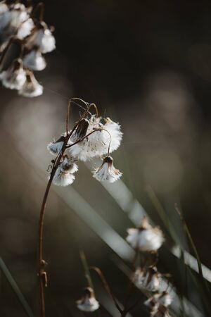 Delicate autumn dry plant with light white cotton like pappus seeds macro.の写真素材