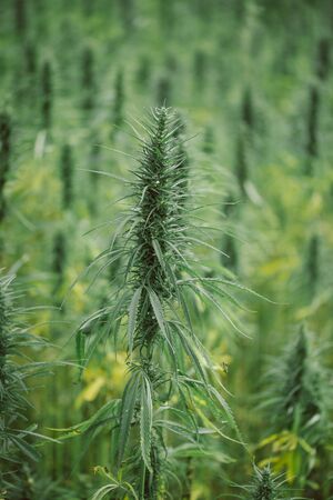 Hemp plant on field. Cannabis marijuana commercial cultivation.の写真素材