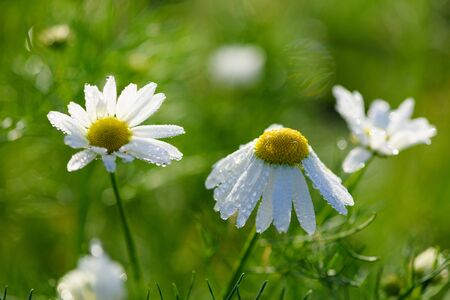 Chamomile flowers with tiny morning dew water drops on petals macroの写真素材