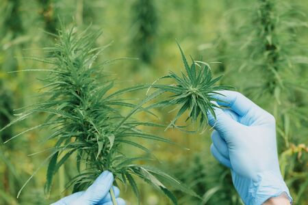 Scientist in glowes hold and show cannabis plant head on the hemp field.の写真素材