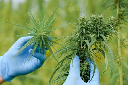 Scientist show marijuana size and quality plant hemp flower bud on field. Herbal alternative medicine cannabis CBD.の写真素材