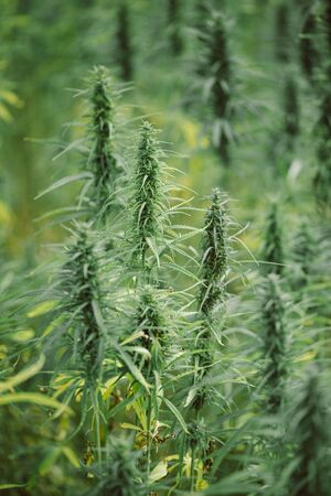 Hemp plant with seeds for oil on agricultural fieldの写真素材