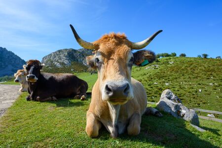 Happy asturian mountain cattle relaxing on green grass at sunny day. Beef cattle breed of north of Spain.の写真素材