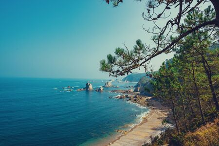 Ocean beach with pine trees on hill vintage tonedの写真素材