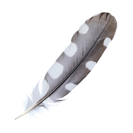 Bird feather isolated on white backgroundの写真素材