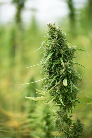 Hemp cannabis plant on fieldの写真素材