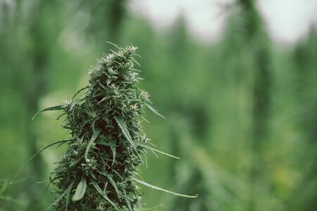 Big flower head of hemp cannabis plant on the fieldの写真素材